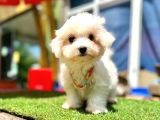 Mini Güzel Maltese Bebekler