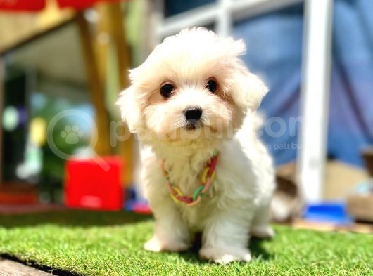 Mini Güzel Maltese Bebekler görsel