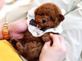 Huzur Neşe Kaynaği Oyuncu Toy Poodle Yavrularimiz