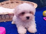 Orji̇nal Maltese Yavrular