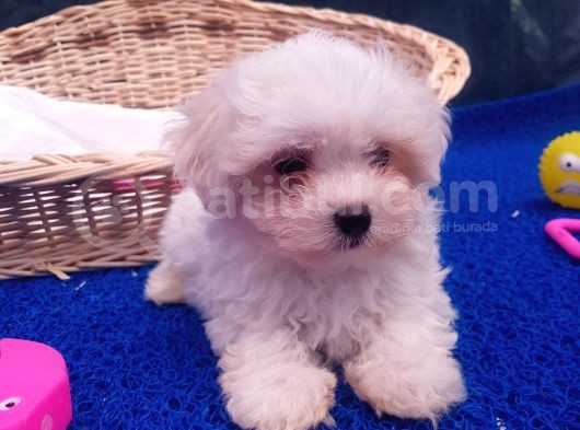 Orji̇nal Maltese Yavrular görsel