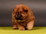 Chow Chow Çin Aslanı Yavrularımız