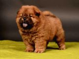 Chow Chow Çin Aslanı Yavrularımız