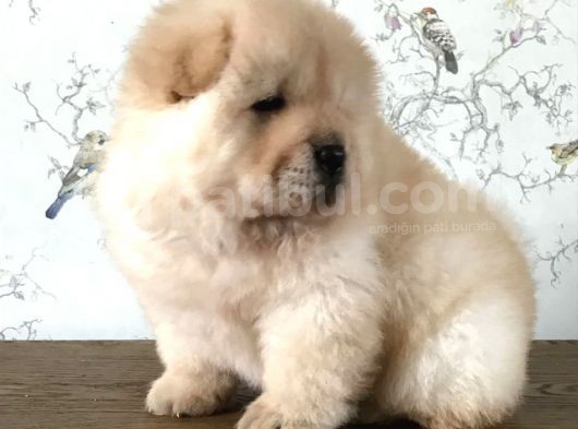 Chow Chow Çin Aslanı Yavrularımız görsel