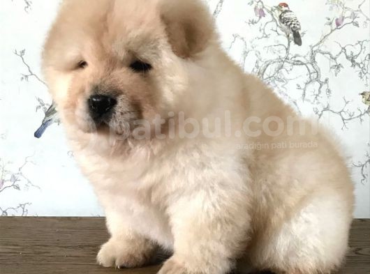 Chow Chow Çin Aslanı Yavrularımız görsel