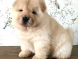 Chow Chow Çin Aslanı Yavrularımız