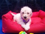 Ücretsiz Orji̇nal Standart (Dev) Poodle Yavrular