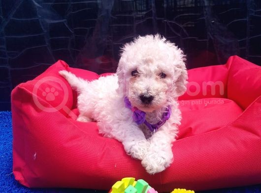 Ücretsiz Orji̇nal Standart (Dev) Poodle Yavrular görsel