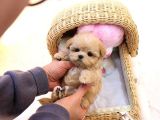 Show Kalite Toy Poodle Bebeklerim