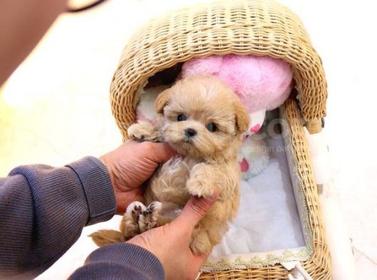 Show Kalite Toy Poodle Bebeklerim görsel