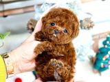 Show Kali̇te Red Brown Toy Poodle Bebekleri̇m
