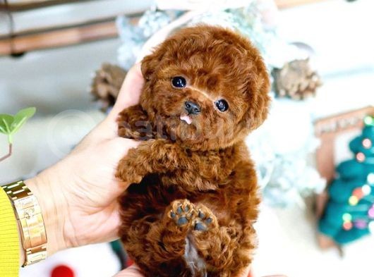 Show Kali̇te Red Brown Toy Poodle Bebekleri̇m görsel