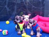 ORJİNAL SCHNAUZER YAVRULAR ÜCRETSİZ DEĞİLDİR