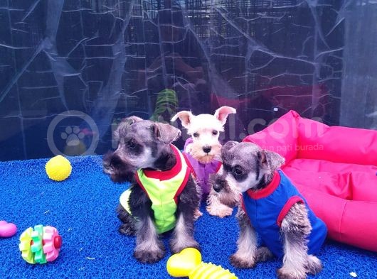 Orji̇nal Schnauzer Yavrular Ücretsi̇z Deği̇ldi̇r
