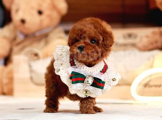 Huzur Neşe Kaynaği Oyuncu Toy Poodle Yavrularimiz görsel