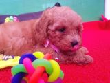 Orji̇nal Toy Poodle Yavrularücretsi̇z Deği̇ldi̇r