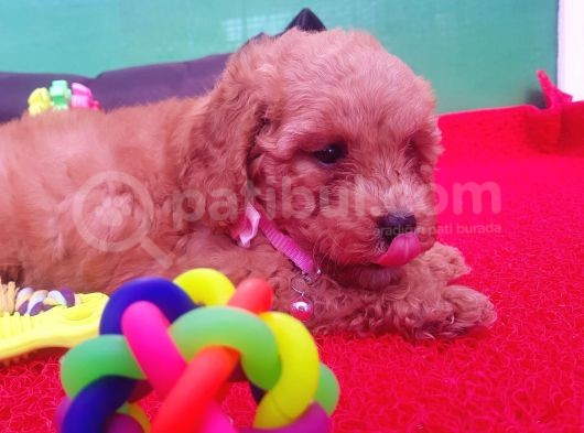 Orji̇nal Toy Poodle Yavrularücretsi̇z Deği̇ldi̇r görsel