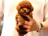 EFSANE TOY POODLE BEBİŞLER