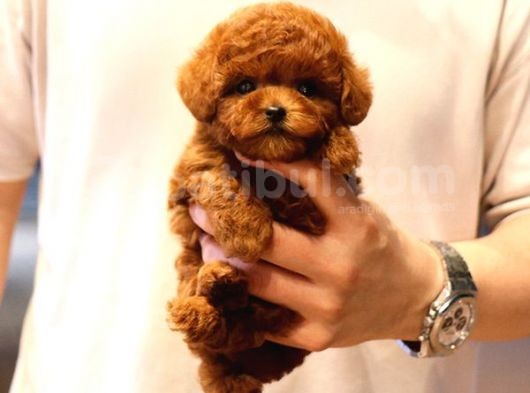 Efsane Toy Poodle Bebi̇şler