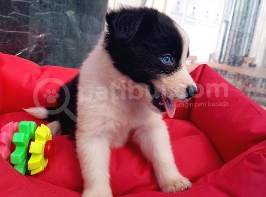 Orji̇nal Border Collie Yavrularücretsi̇z Deği̇ldi̇r görsel