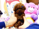 MÜKEMMEL KALİTEDEKİ TOY POODLE YAVRULARIM