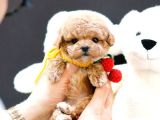 Oyuncu Show Kalite Toy Poodle Bebekler