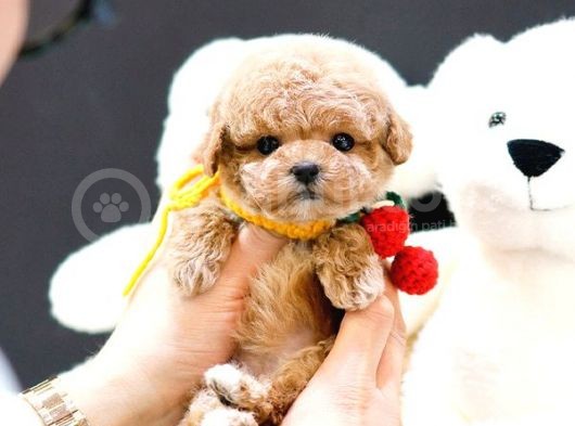 Oyuncu Show Kalite Toy Poodle Bebekler görsel