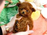 Mutluluk Sembolü Toy Poodle Yavrularim