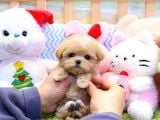 Show Kalite Toy Poodle Bebeklerim