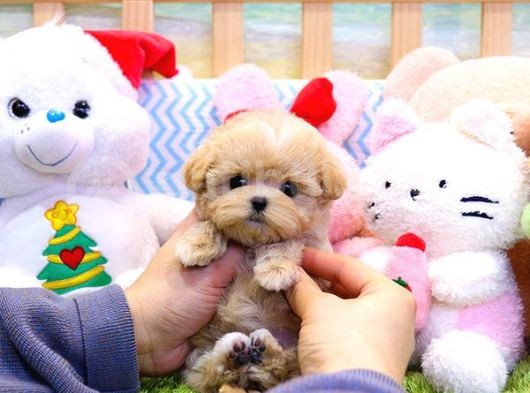 Show Kalite Toy Poodle Bebeklerim görsel