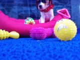 Orji̇nal Beagle Yavrularücretsi̇z Deği̇ldi̇r