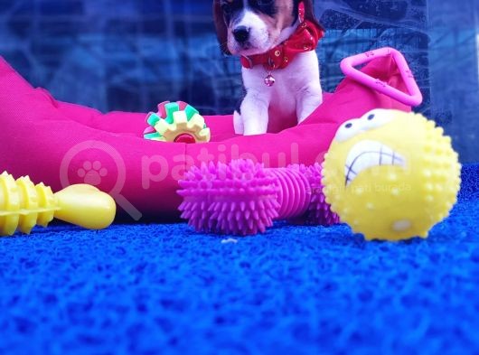 Orji̇nal Beagle Yavrularücretsi̇z Deği̇ldi̇r görsel