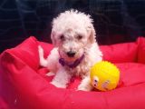 Ücretsiz Orji̇nal Standart (Dev) Poodle Yavrular