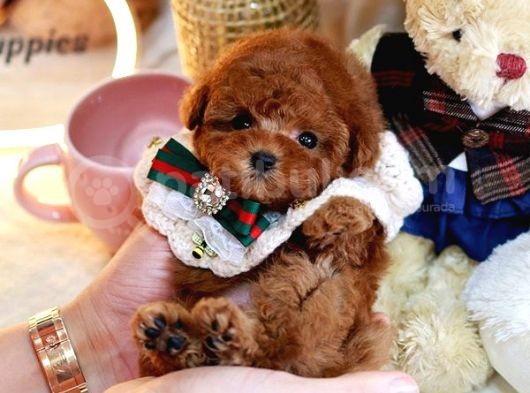 Huzur Neşe Kaynaği Oyuncu Toy Poodle Yavrularimiz