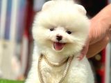 Pomeranian Irkının En Güzel Bebekleri