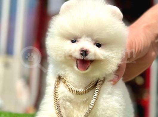 Pomeranian Irkının En Güzel Bebekleri görsel