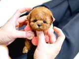 SEVGİ DOLU TOY POODLE YAVRULARIMIZ
