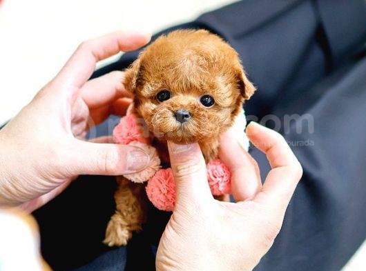 Sevgi̇ Dolu Toy Poodle Yavrularimiz