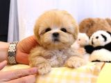 Muazzam Güzelli̇kteki̇ Kore Kani Toy Poodle Bebeklerimiz