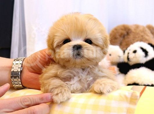 Muazzam Güzelli̇kteki̇ Kore Kani Toy Poodle Bebeklerimiz görsel
