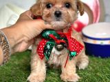 güzel yüzlü maltipoo bebeklerimiz