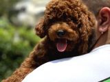 Muhteşem Dişi Red Brown Toy Poodle Yavrumuz