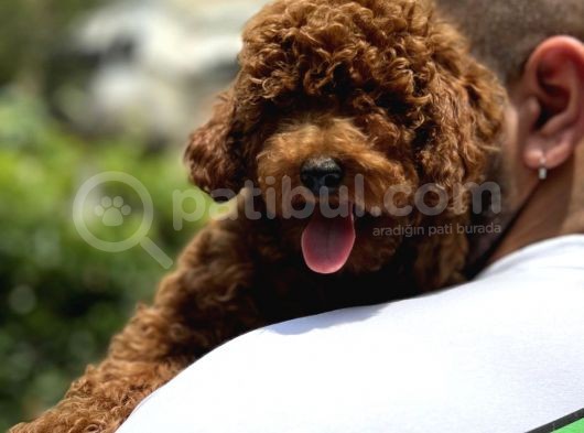 Muhteşem Dişi Red Brown Toy Poodle Yavrumuz görsel