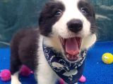 Orji̇nal Border Collie Yavrularücretsi̇z Deği̇ldi̇r
