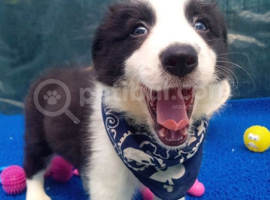 Orji̇nal Border Collie Yavrularücretsi̇z Deği̇ldi̇r görsel