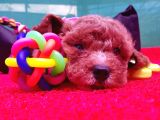 Orji̇nal Malti̇poo Yavrularücretsi̇z Deği̇ldi̇r