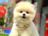 teddy face boo pomeranian yavrular
