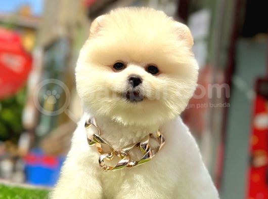 Teddy Face Boo Pomeranian Yavrular