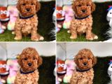 Show Kalite Toy Poodle Yavrular