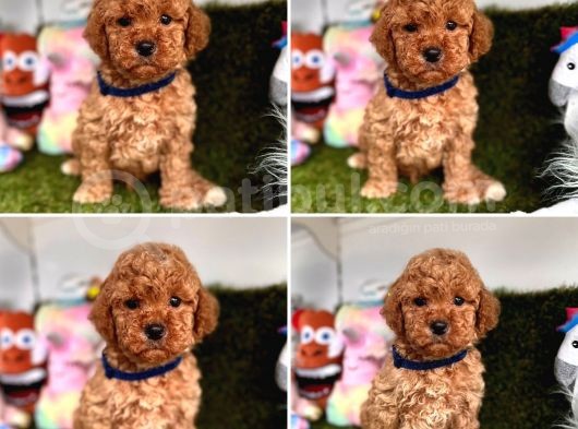 Show Kalite Toy Poodle Yavrular